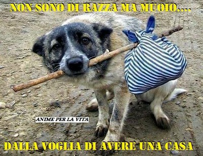 NON SONO DI RAZZA.jpg NON SONO DI RAZZA.jpg